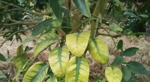 夏季是树木的生长旺季，也是黄化病的多发季节，对吗