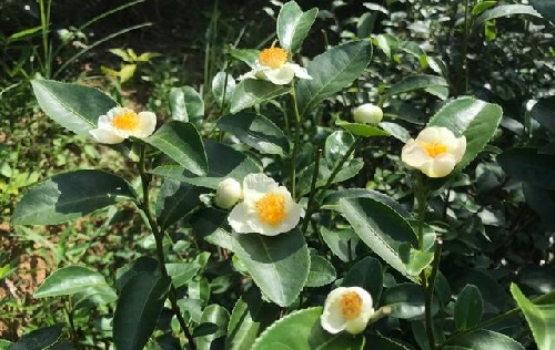 茶农并不希望茶树开花结果是为什么