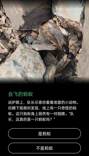 会飞的蚂蚁是蚂蚁吗