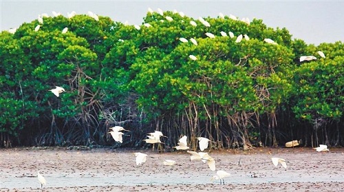 红树林被称为海岸卫士，其为人类提供的主要生态服务不包括