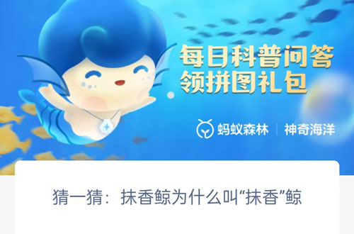 猜一猜抹香鲸为什么叫抹香鲸